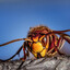 a friendly hornet