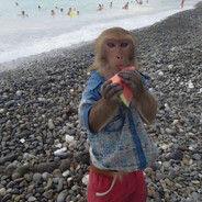 Funne Monke