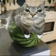 Watermelon_cat