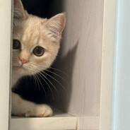 我是灰太狼大王