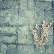 能用狙杀为何用手枪