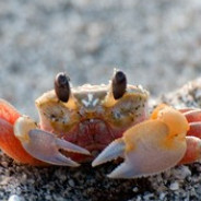 CRAB