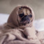 Pug in a Blanket