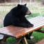 Unbearable