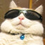 meow~