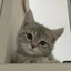 Cat&lt;3