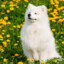 SAMOYED