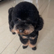 宝宝巴士200-随机赢对