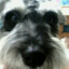 Stupid DogSony