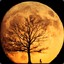 Orange Moon