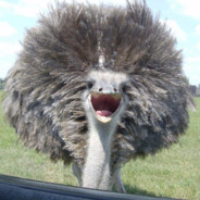 ПЫСЬКАГРЫЗ