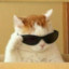 cool cat