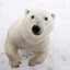 ice bear