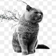 欲买桂花同载酒