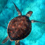Sea_Turtle