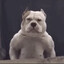 PERROBUFF