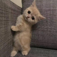 马破苍穹呆呆鹅