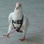 pegin