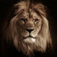 Lion mentality