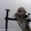 Monkey Video Watcher
