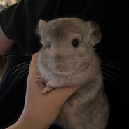 madCHINCHILA cheater