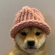 Beanie Dog