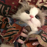 好想做悦公主的狗啊