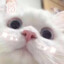 真爱是蓝色呢