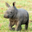 RHINO