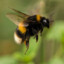 bumbled bee