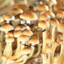 Psilocybe Cubensis