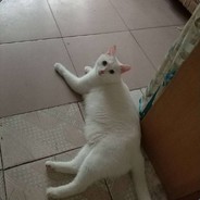 Whitecat2333