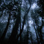 Spooky Forest