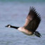 supmamagoose