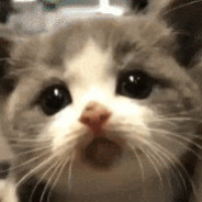 꿀잼냥이