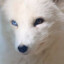 Kitsune