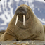 Morsa The Walrus