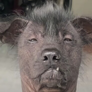 喷子哥整活66666