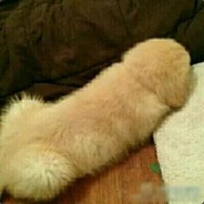 池塘再也跳不出去了