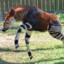 Okapi