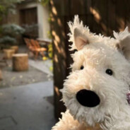 武装农妇王兰花