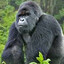 Big Gorilla Gaming