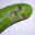 Herbert Pickle