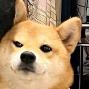 十八是头臭居居