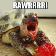 TURTLE avatar