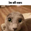 im all ears