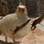 Micro raptor