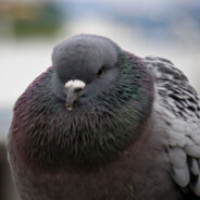 Pigeon99