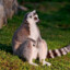 Lemur