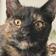 | ♿︎ Torpedak ♿︎ |